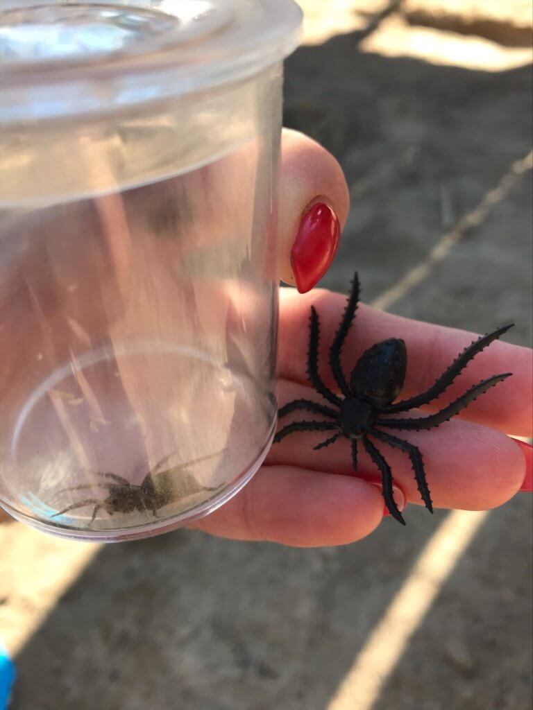 En hittad spindel i en glasburk och en plastspindel att jämföra med. 