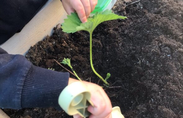 Plantering i våra odlingslådor ute på gården